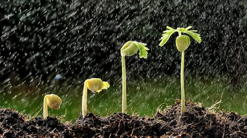 陽光雨露滋潤小草成長