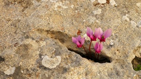 毒蛇咬傷，絕境逢生